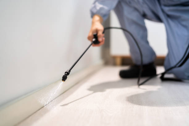 Licensed Wasp Removal service in Riceville, TN - Show Me Pest Control